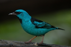 Dacnis cayana