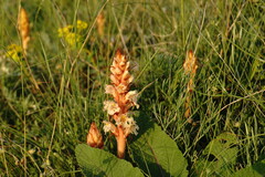 Orobanche kochii