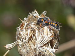 Pseudoanthidium canariense