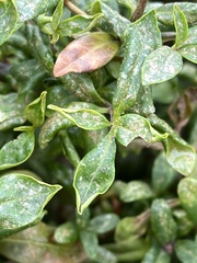 Dendrothrips ornatus