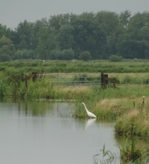 Ardea alba