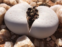 Dinteranthus vanzylii