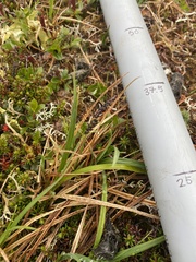 Carex microchaeta nesophila