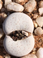 Dinteranthus vanzylii