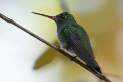 Chionomesa fimbriata