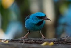 Dacnis cayana