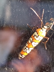 Atteva aurea