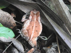 Incilius marmoreus