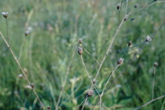 Cephalaria transsylvanica
