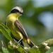 Three-striped Flycatcher - Photo (c) Luciano Bernardes, some rights reserved (CC BY-NC), uploaded by Luciano Bernardes