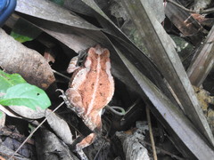 Incilius marmoreus