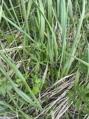 Aconitum delphiniifolium