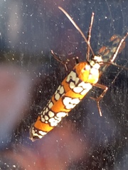 Atteva aurea