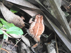 Incilius marmoreus