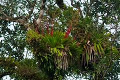 Vriesea philippocoburgi