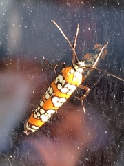 Atteva aurea