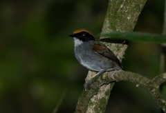 Conopophaga melanops