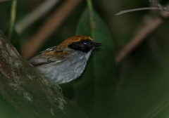 Conopophaga melanops