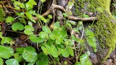 Hydrocotyle mexicana