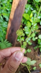 Hydrocotyle mexicana