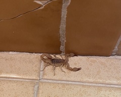 Chihuahuanus