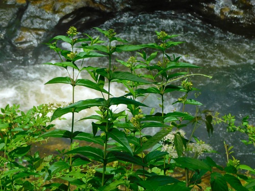 Southern bush honeysuckle (Diervilla sessilifolia)