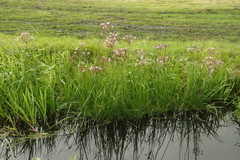 Butomus umbellatus