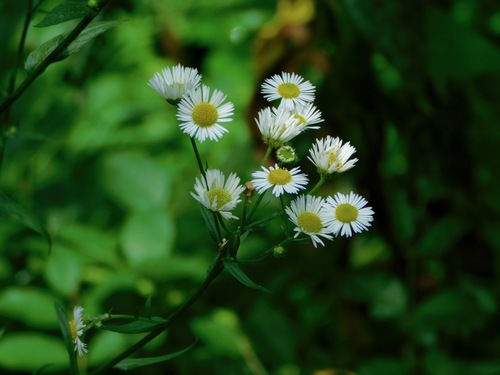 Erigeron annuus