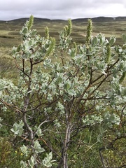 Salix lapponum