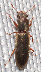 Trogoxylon parallelipipedum