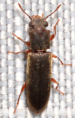 Trogoxylon parallelipipedum