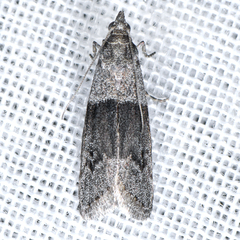Vitula insula
