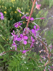 Chamaenerion angustifolium