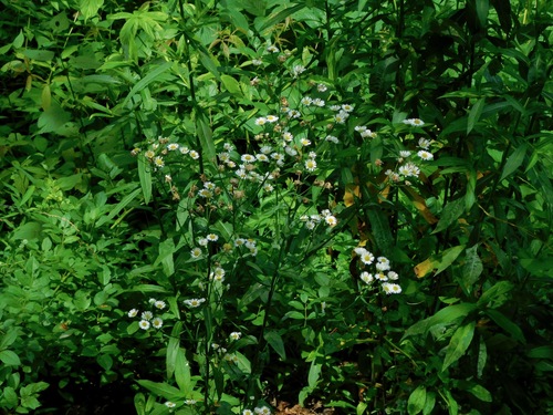 Erigeron annuus