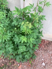 Filipendula ulmaria