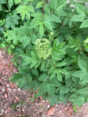 Filipendula ulmaria
