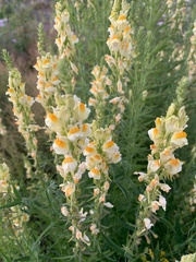 Linaria vulgaris