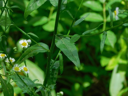 Erigeron annuus
