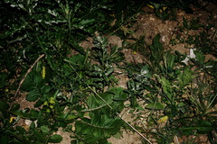 Buglossoides arvensis sibthorpiana