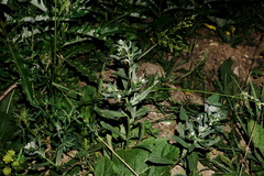 Buglossoides arvensis sibthorpiana