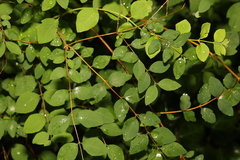 Symphoricarpos × chenaultii