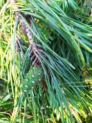 Pinus sylvestris