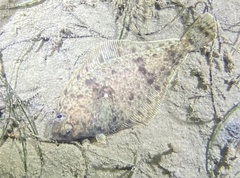 Citharichthys sordidus