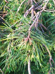 Pinus sylvestris