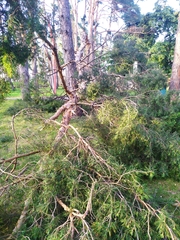 Pinus sylvestris