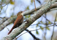 Lepidocolaptes falcinellus