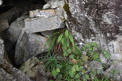 Polystichum nepalense