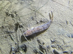 Lepidogobius lepidus