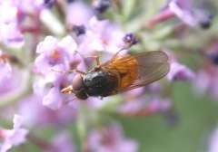 Rhingia rostrata