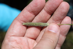 Alopecurus carolinianus